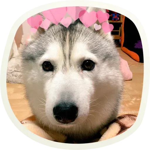Dogho - Sticker 22