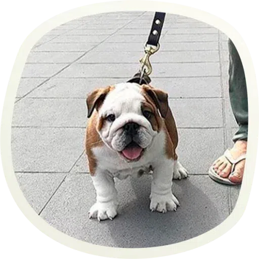 Dogho - Sticker 16