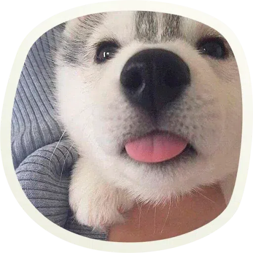 Dogho - Sticker 28