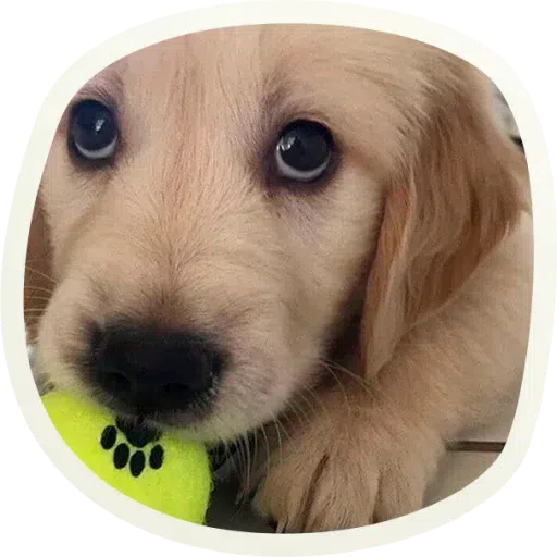 Dogho - Sticker 30