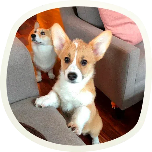 Dogho - Sticker 9