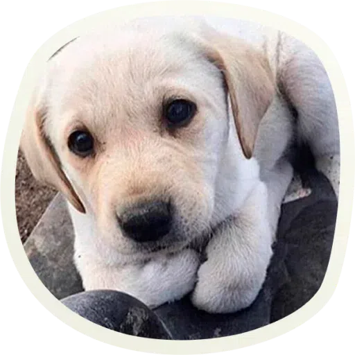 Dogho - Sticker 29