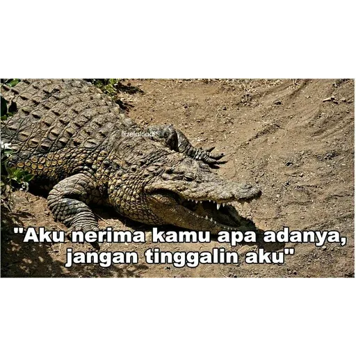 buaya - Sticker 20