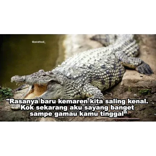 buaya - Sticker 16
