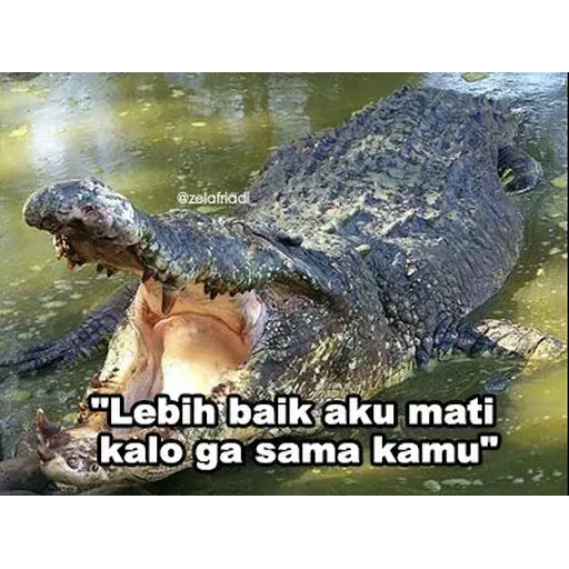 buaya - Sticker 12