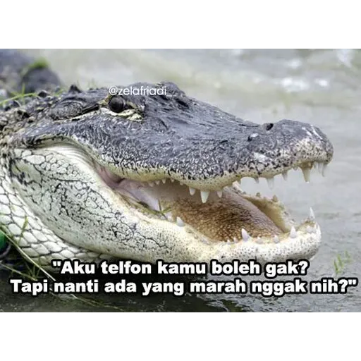 buaya - Sticker 29