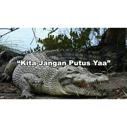 buaya - Sticker 19