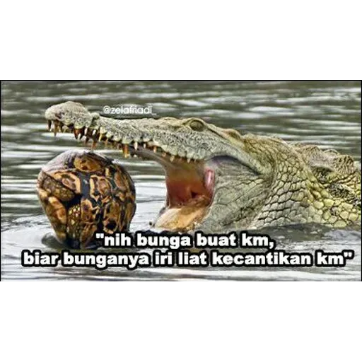 buaya - Sticker 18