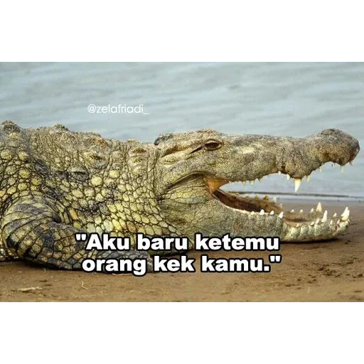 buaya - Sticker 23