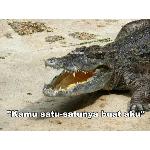 buaya - Sticker 28