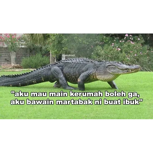 buaya - Sticker 11