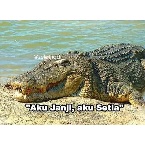 buaya - Sticker 15