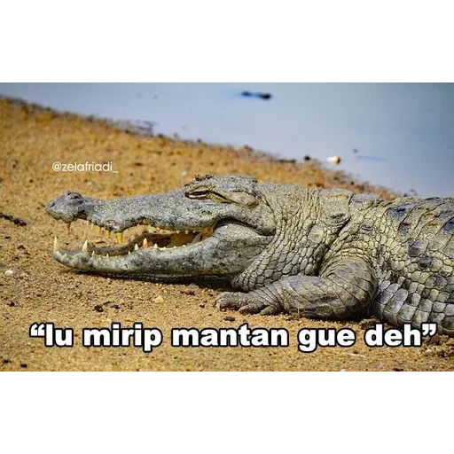 buaya - Sticker 27