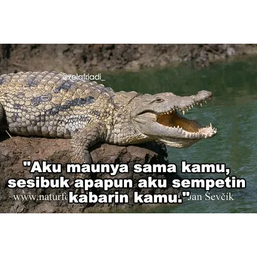 buaya - Sticker 21