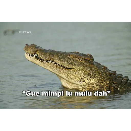 buaya - Sticker 26
