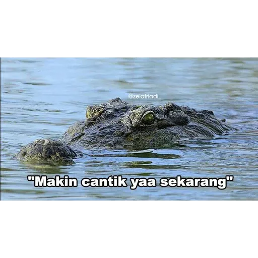 buaya - Sticker 17