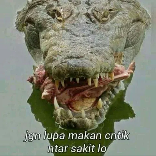 buaya - Sticker 10