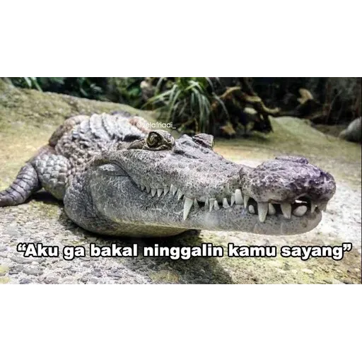 buaya - Sticker 30
