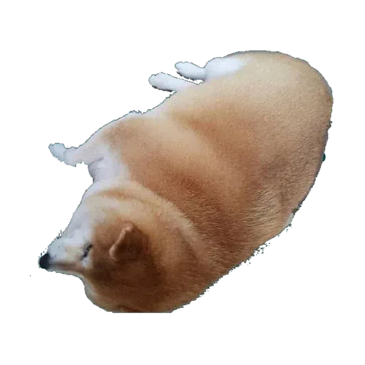 doge - Sticker 22