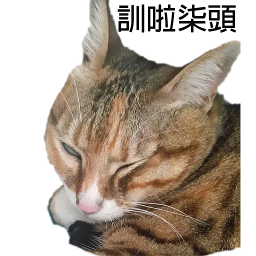 Babyandsam - Sticker 9