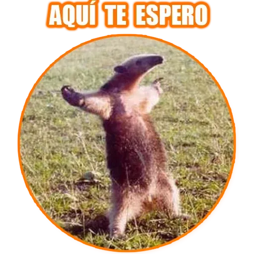 Frases3 - Sticker 24