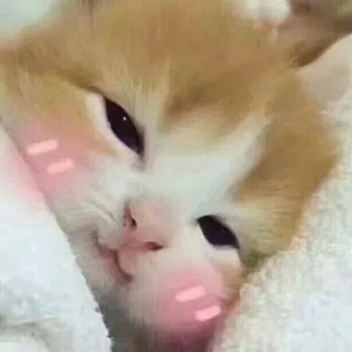 Meow:3 (2) - Sticker 27