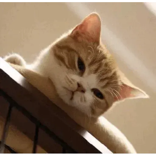 Cats - Sticker 14