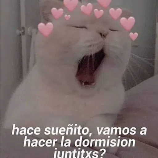 Memegatos - Sticker 13