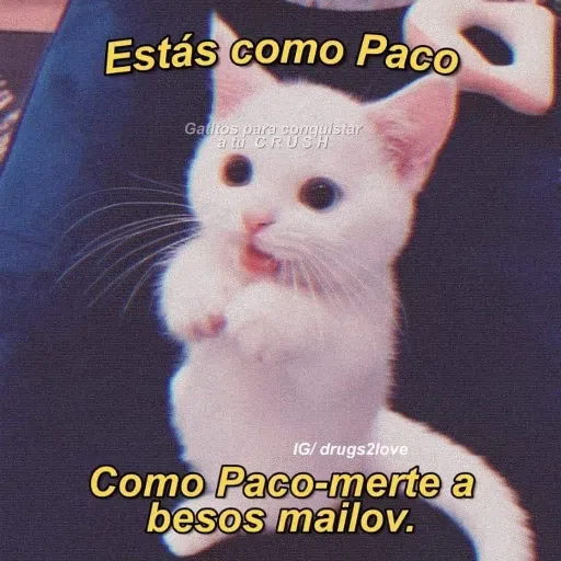 Memegatos - Sticker 10