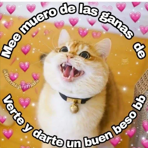 Memegatos - Sticker 15