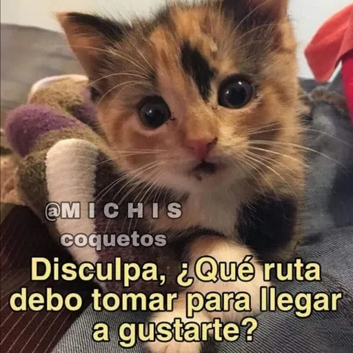 Memegatos - Sticker 12