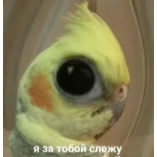 шизааааа - Sticker 10