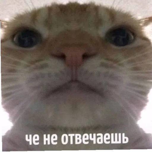 шизааааа - Sticker 12
