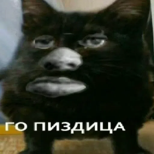 шизааааа - Sticker 24