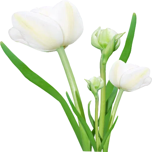 White Flowers @ykinanah - Sticker 13