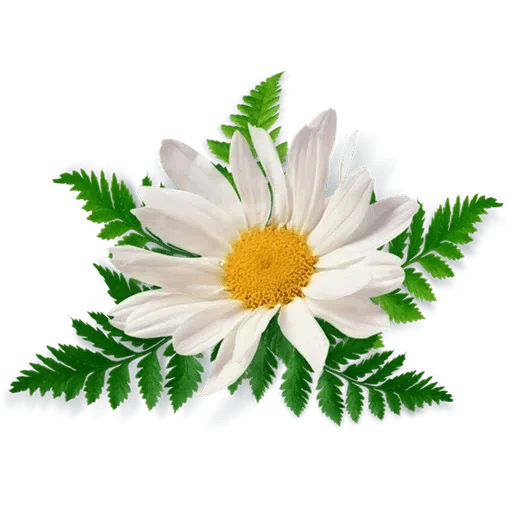 White Flowers @ykinanah - Sticker 27