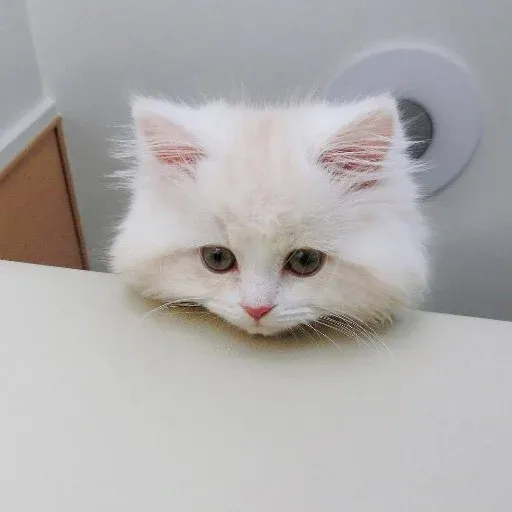 🐱 - Sticker 10