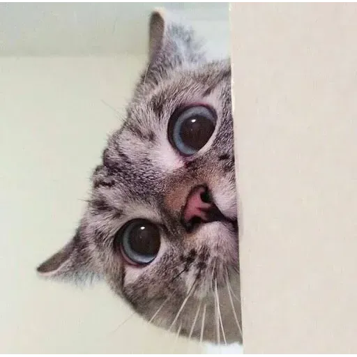 Real Cat meme 2 - Sticker 12