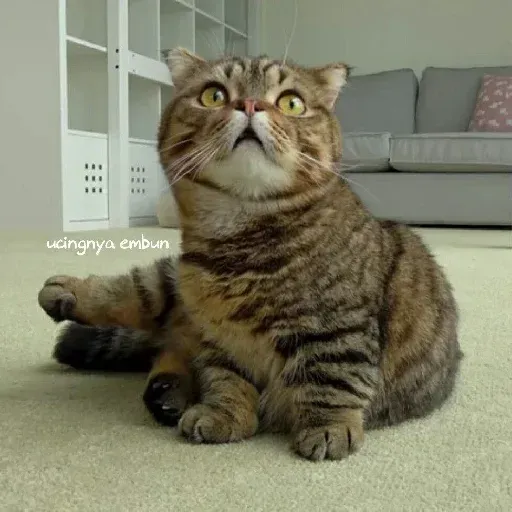 Real Cat meme 2 - Sticker 14