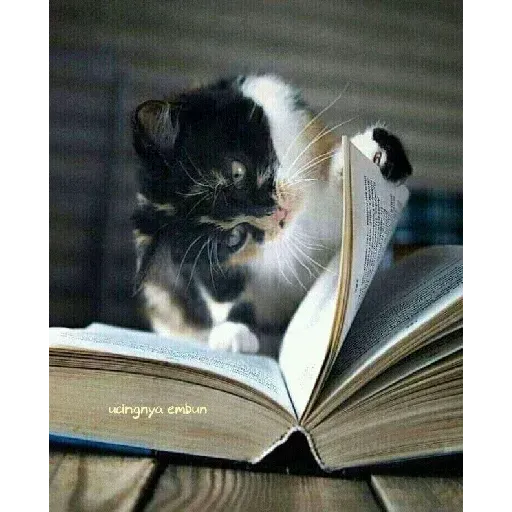 Real Cat meme 2 - Sticker 25