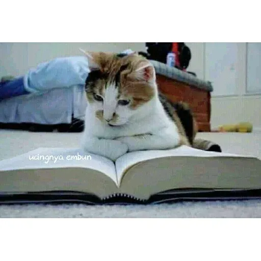 Real Cat meme 2 - Sticker 24