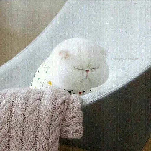 Real Cat meme 2 - Sticker 18