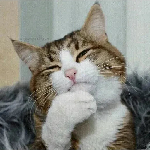 Real Cat meme 2 - Sticker 23