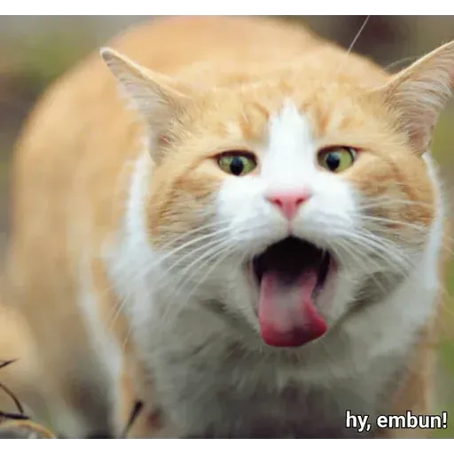 Real Cat meme 2 - Sticker 15