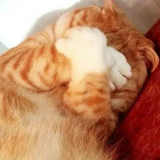 Real Cat meme 2 - Sticker 10