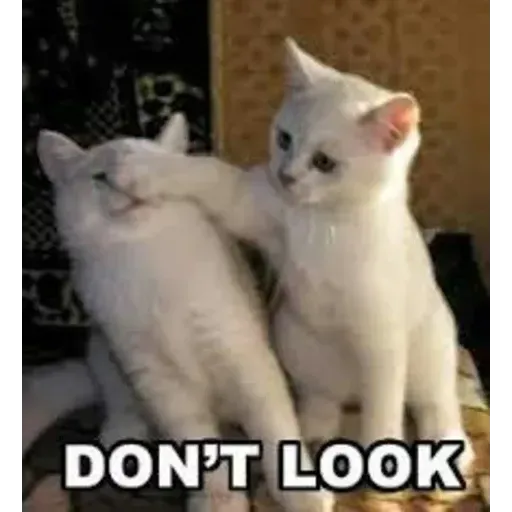 Real Cat meme 2 - Sticker 9
