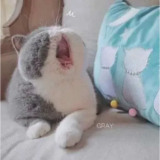 Real Cat meme 2 - Sticker 17