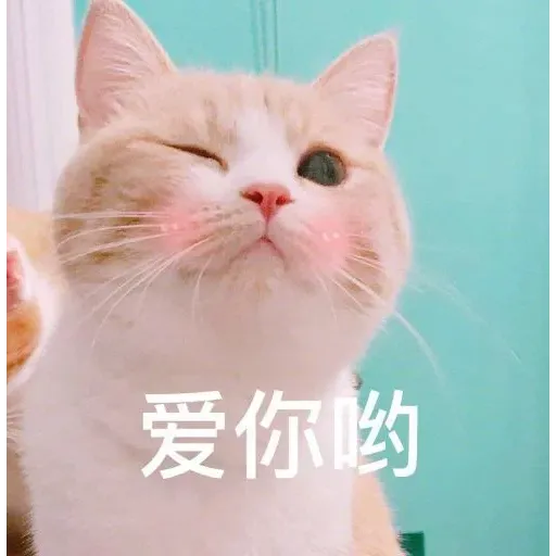 CuteCat3 - Sticker 28