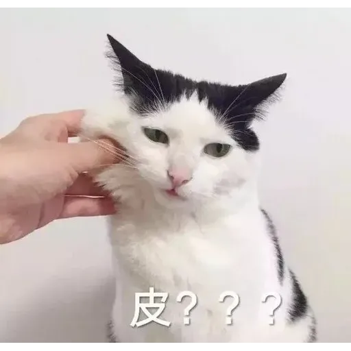 CuteCat3 - Sticker 10