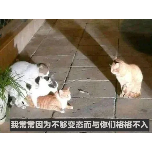 CuteCat3 - Sticker 26